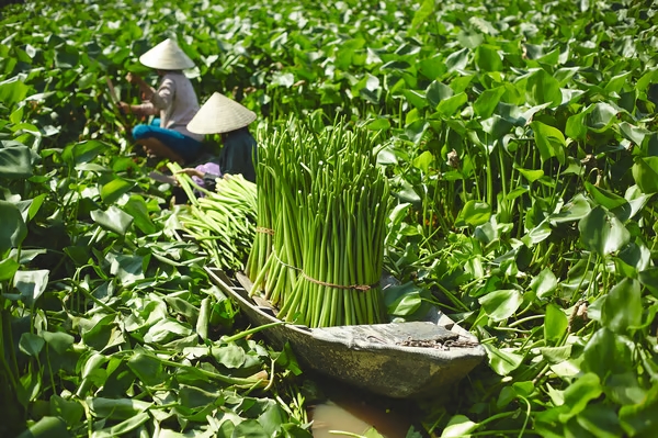 Cesta, a mano jacinto de agua, LABBSAL